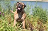 BULLMASTIFF 097